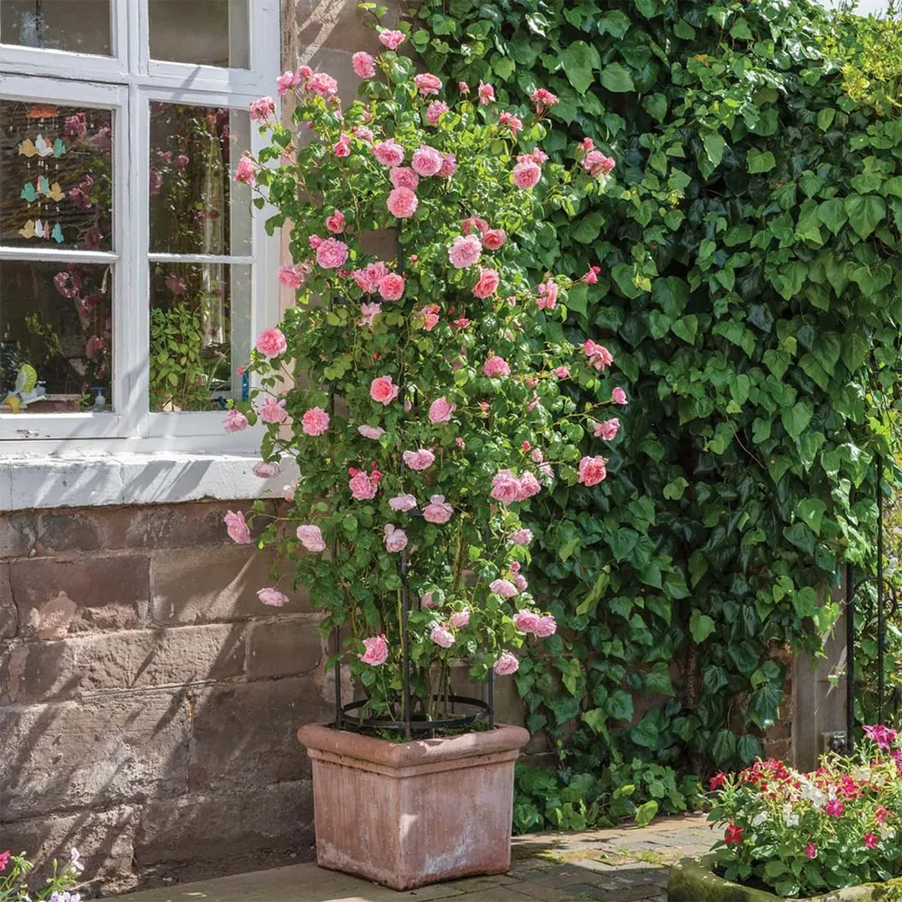 David Austin® Strawberry Hill® Climbing Rose Shrub 2