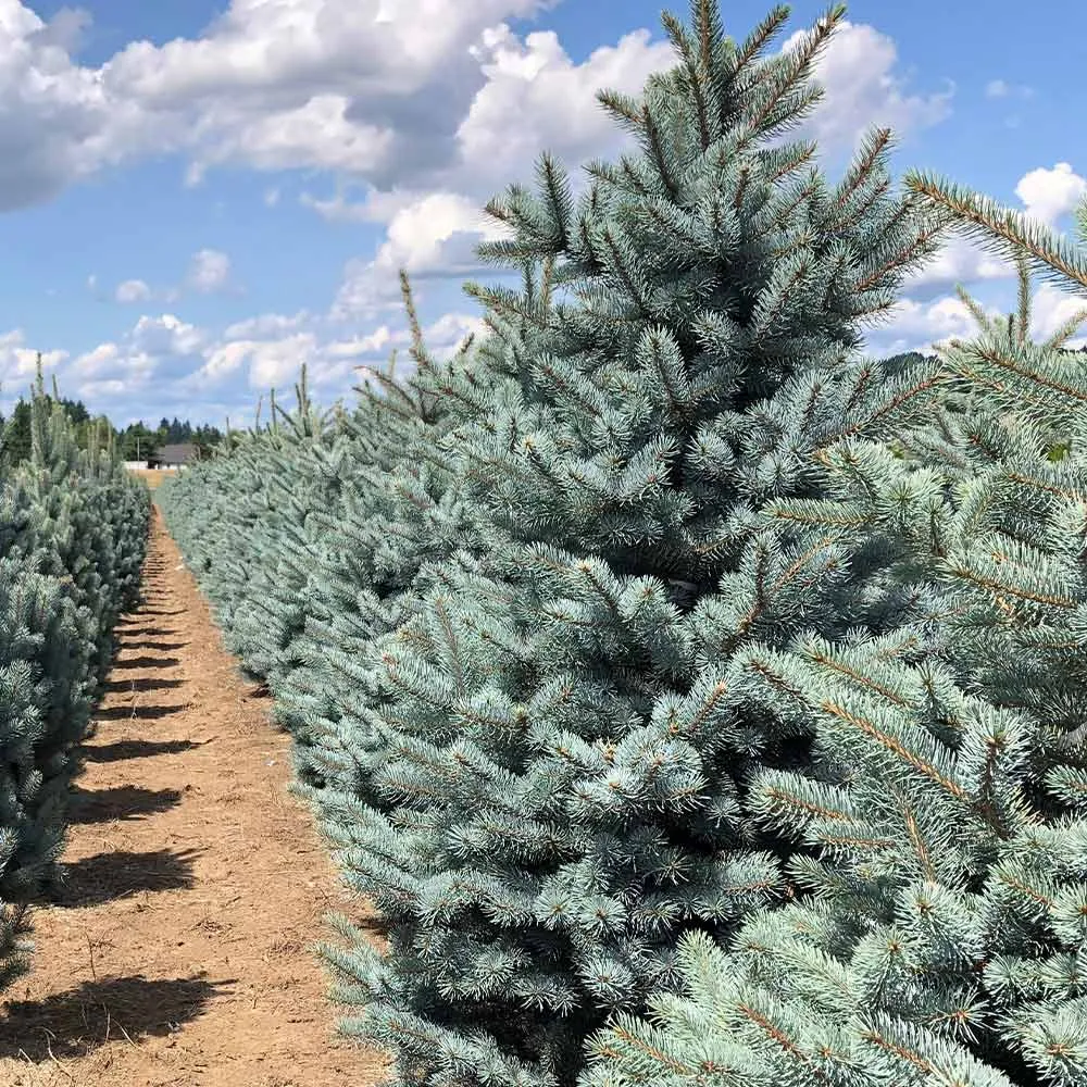 Fat Albert Colorado Blue Spruce Artificial Christmas Tree 3