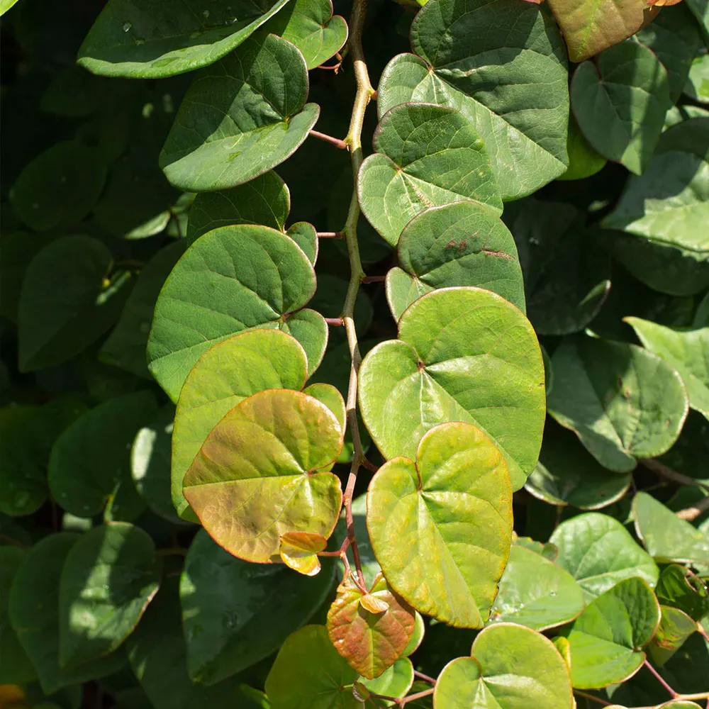 Emerald Falls Redbud Tree - Weeping Cercis canadensis Ornamental Tree 5