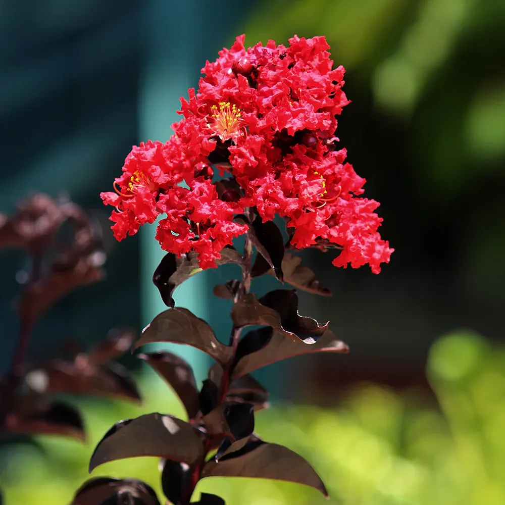 Crimson Red™ Crape Myrtle - Dark Foliage Flowering Shrub