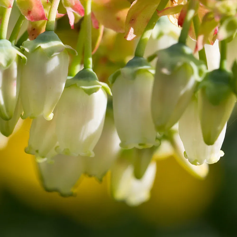 Vaccinium Corymbosum Legacy Shrub - Northern Highbush Blueberry Plant 2