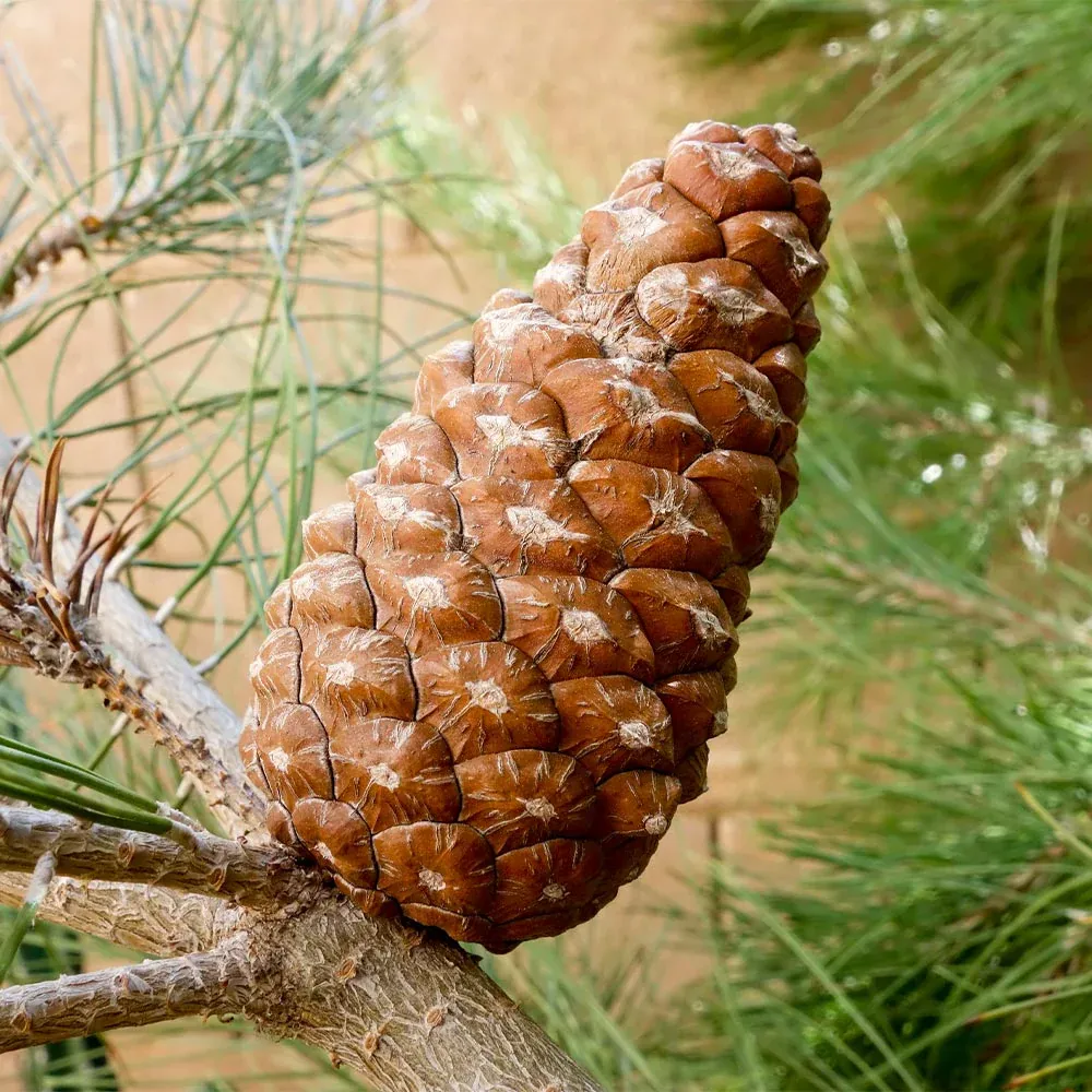 Eldarica Pine Tree Artificial Holiday Decor with Realistic Needle Texture 1