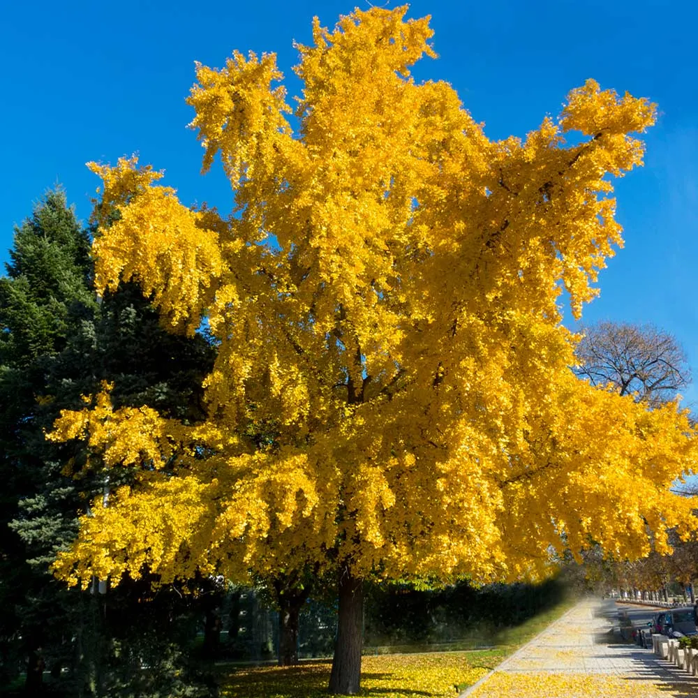 Autumn Gold Ginkgo Tree Decorative Artificial Plant