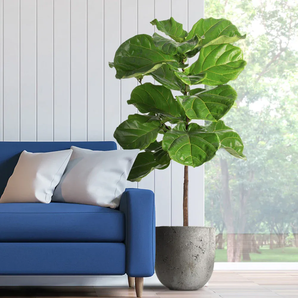 Lifelike Artificial Fiddle-Leaf Fig Tree for Indoor Home and Office Decoration