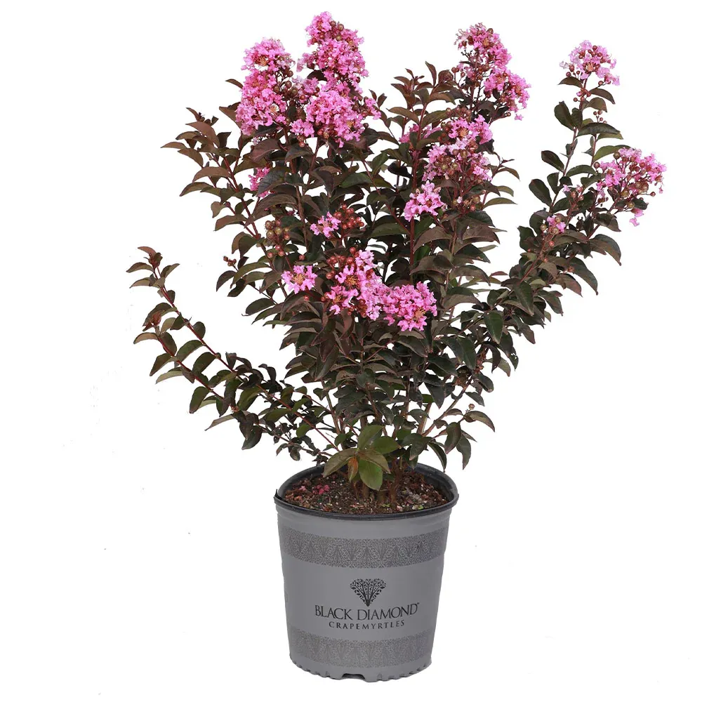 Black Diamond® Lavender Lace™ Crape Myrtle Tree - Dark Foliage Flowering Shrub 2
