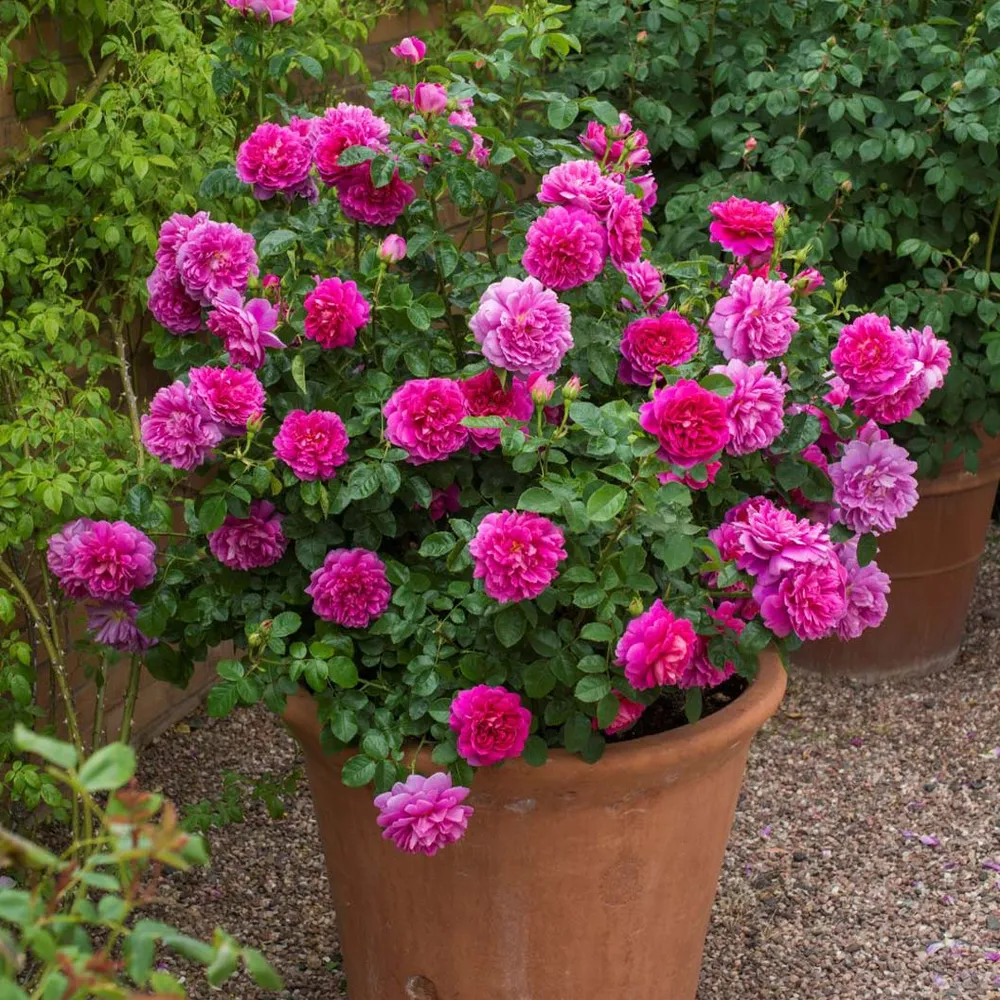 David Austin® Princess Anne™ Rose Shrub - Deep Pink English Rose 3