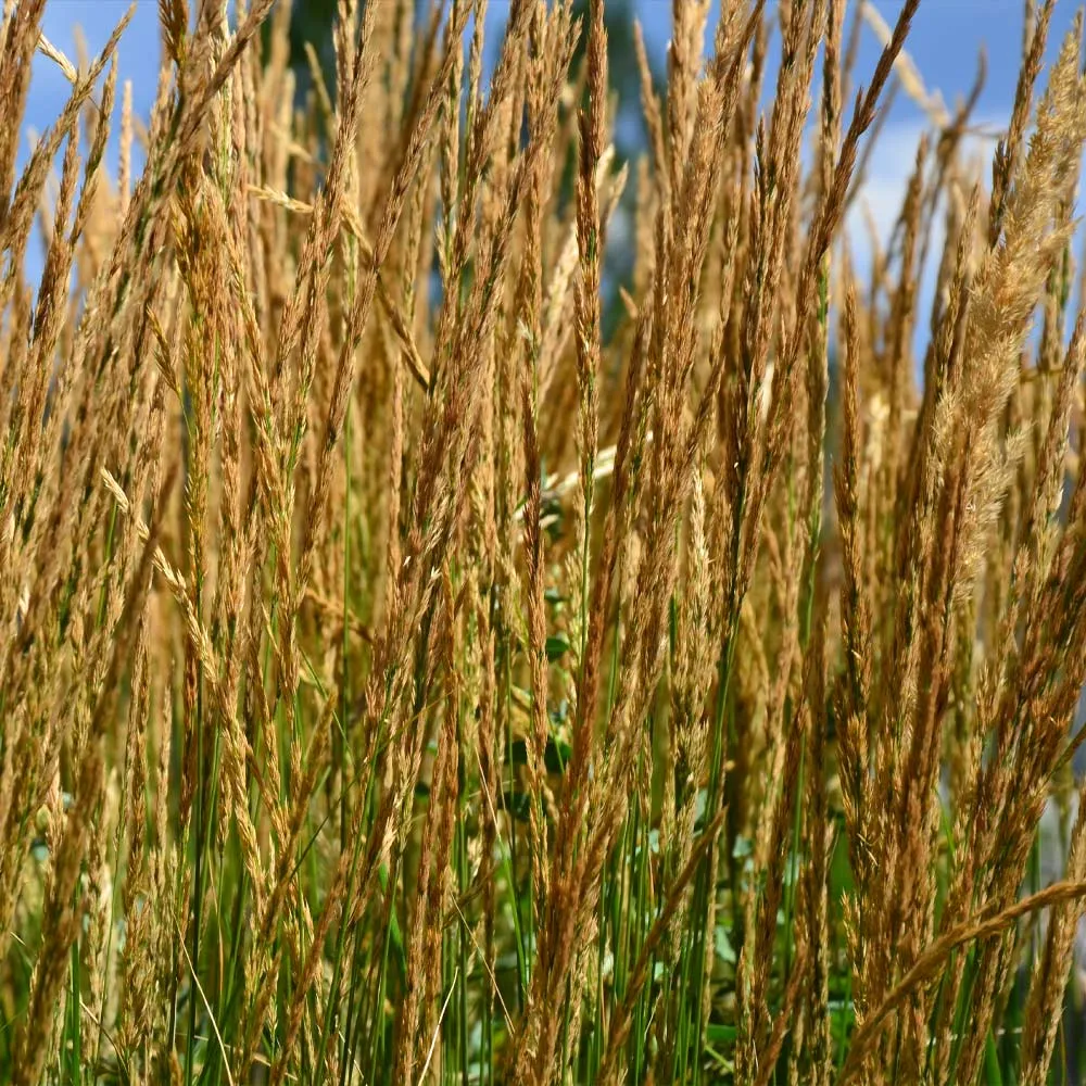 Karl Foerster Grass - Calamagrostis x acutiflora Feather Reed Grass 1