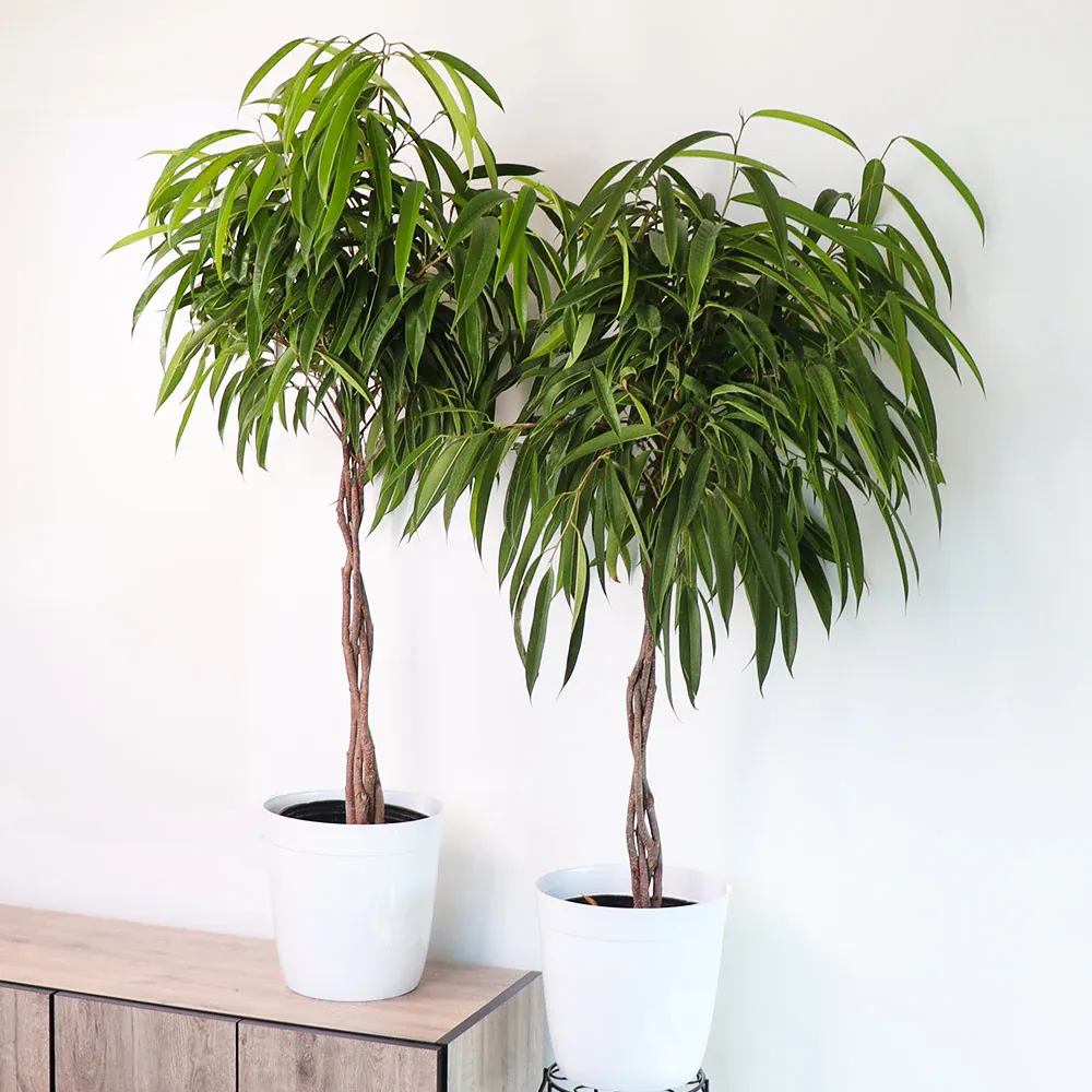 Ficus Alii Braid Plant - Ornamental Indoor Tree with Braided Trunk 1