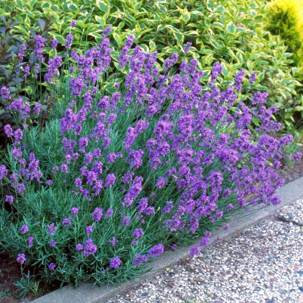 Hidcote Purple Lavender Plant - Compact Hardy Perennial Herb 2