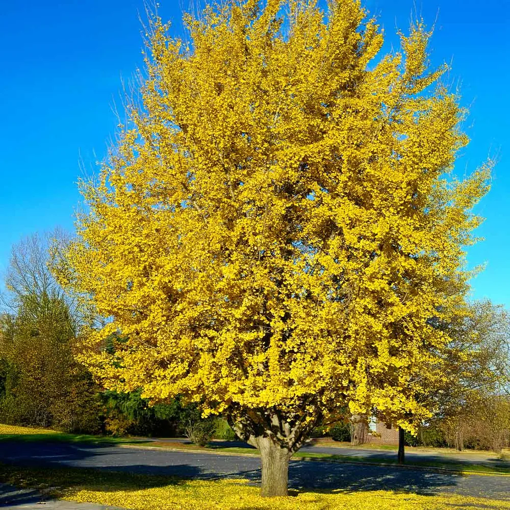 Presidential Gold® Ginkgo Tree - Ornamental Deciduous Specimen