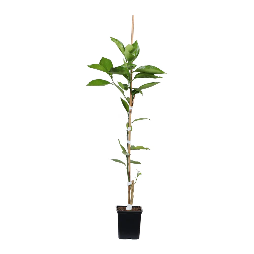 Tangelo Tree Live Citrus Fruit Plant for Home Garden 4