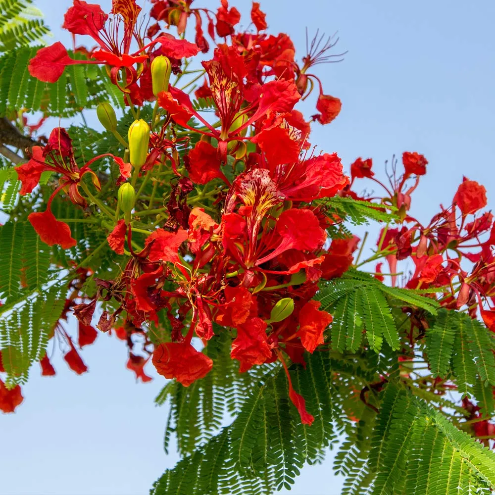 Royal Poinciana Tree (Delonix Regia) Tropical Flowering Ornamental Plant 1