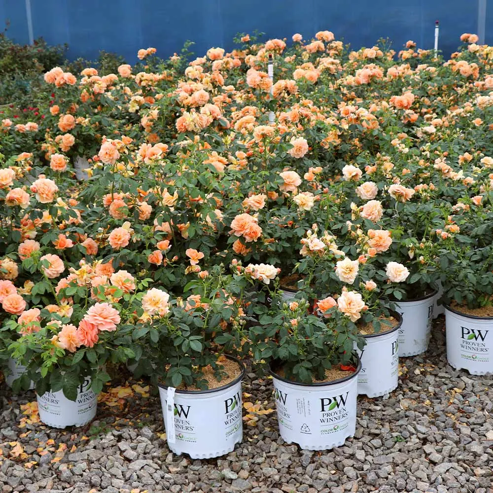 Proven Winners® At Last® Fragrant Repeat-Blooming Rose Shrub 4