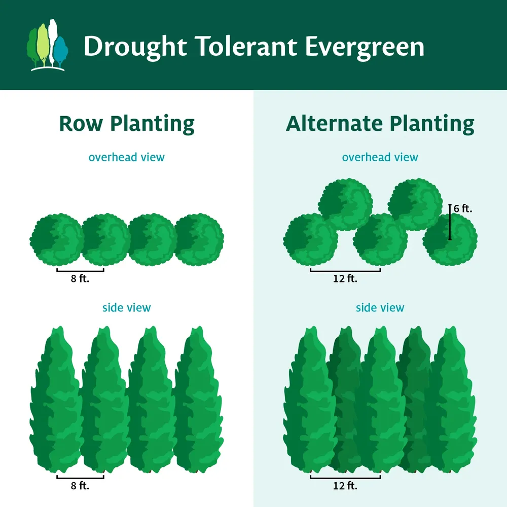 Carolina Sapphire Cypress Tree (Cupressus arizonica) - Drought-Tolerant Evergreen Conifer 5