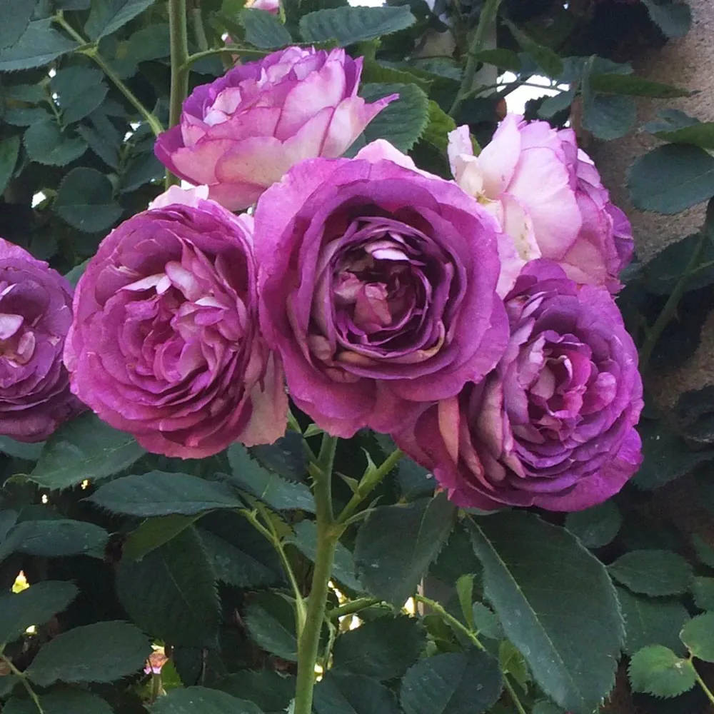 Lavender Crush Climbing Rose - Fragrant Repeat-Blooming Climbing Rose 2