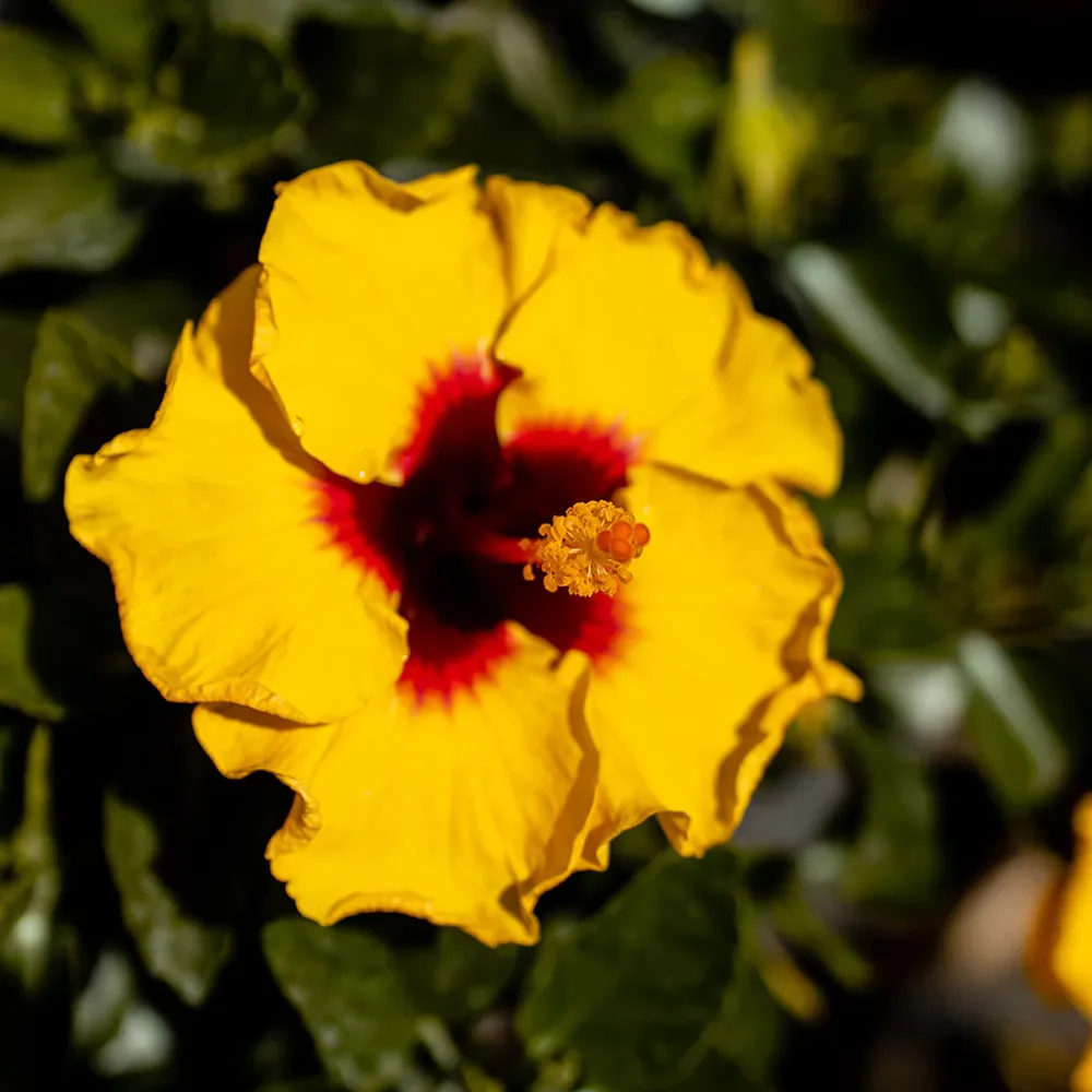 Rico Suave™ Hollywood® Hibiscus Tropical Flowering Shrub