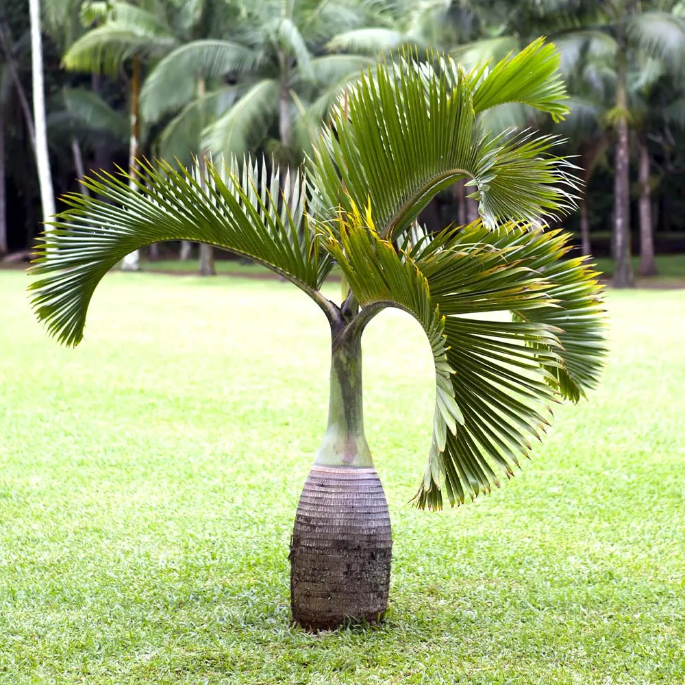Artificial Bottle Palm Tree - Realistic Tropical Decorative Plant