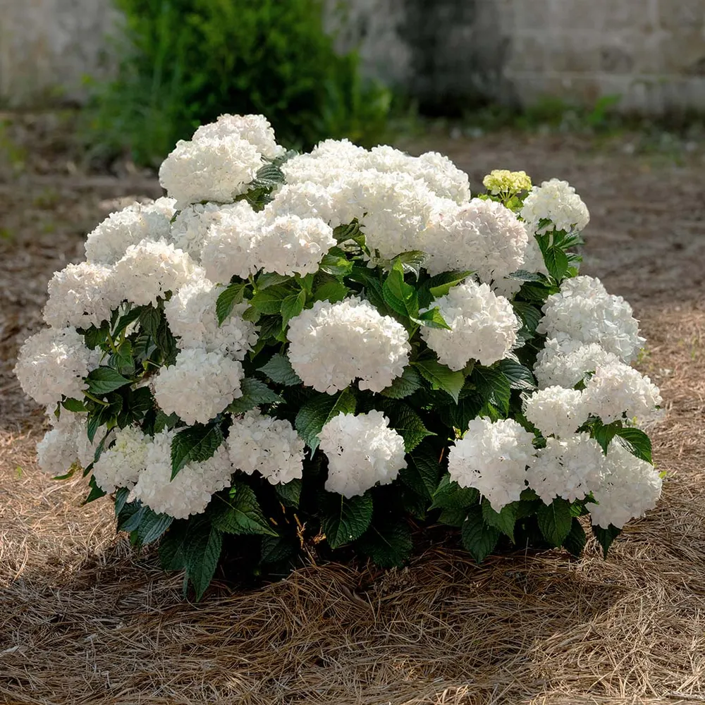 Endless Summer® Dreamcloud™ Hydrangea - Reblooming White Flowering Shrub 2