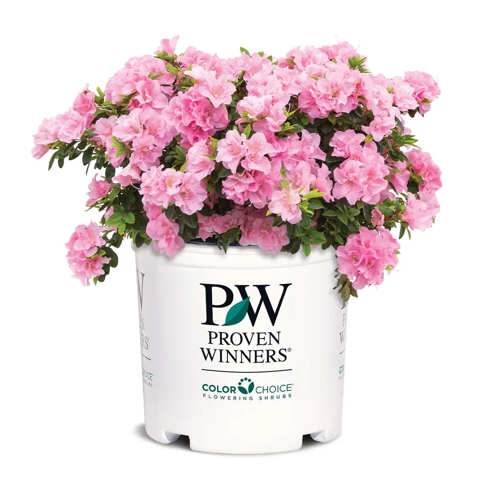 Proven Winners® Perfecto Mundo® Double Pink Azalea - Reblooming Landscape Shrub 3