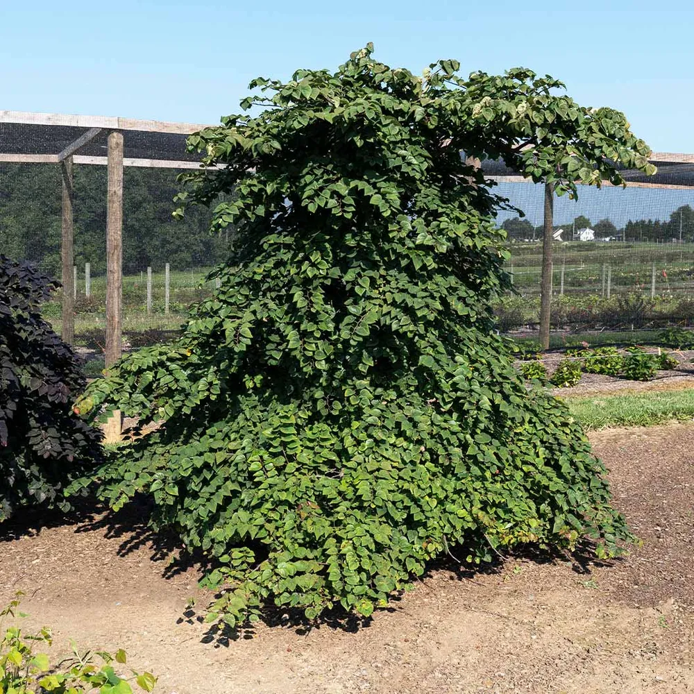 Emerald Falls Redbud Tree - Weeping Cercis canadensis Ornamental Tree