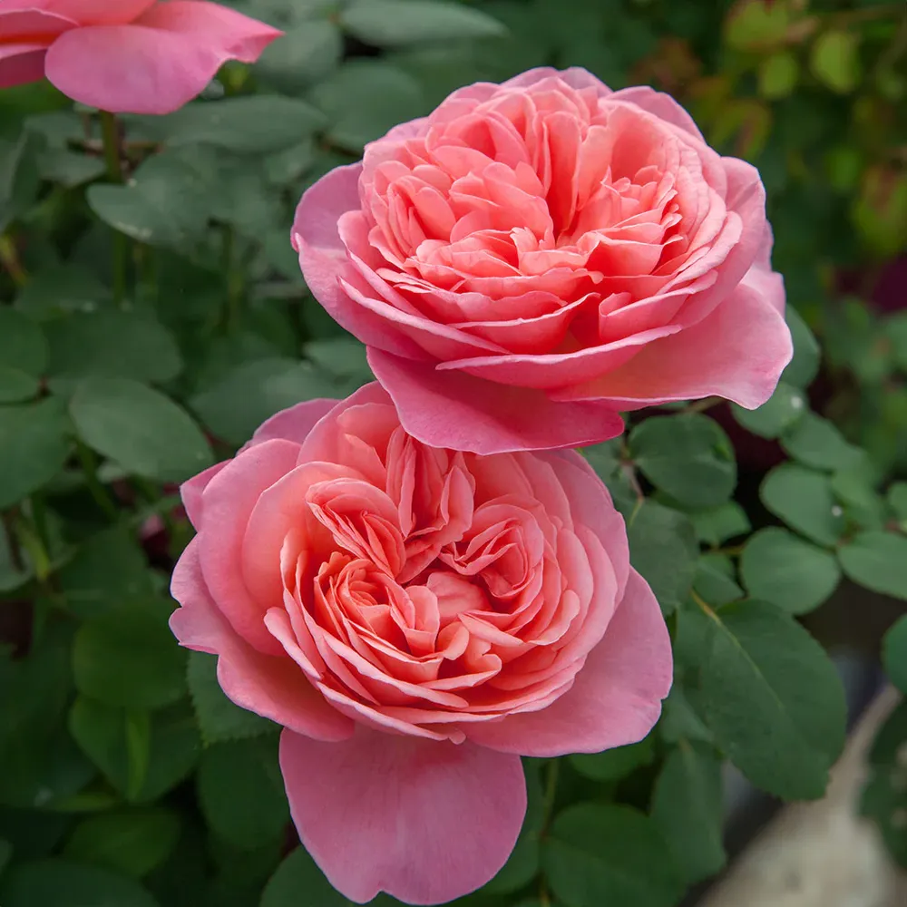 Sweet Mademoiselle Rose Floral Fragrance for Women