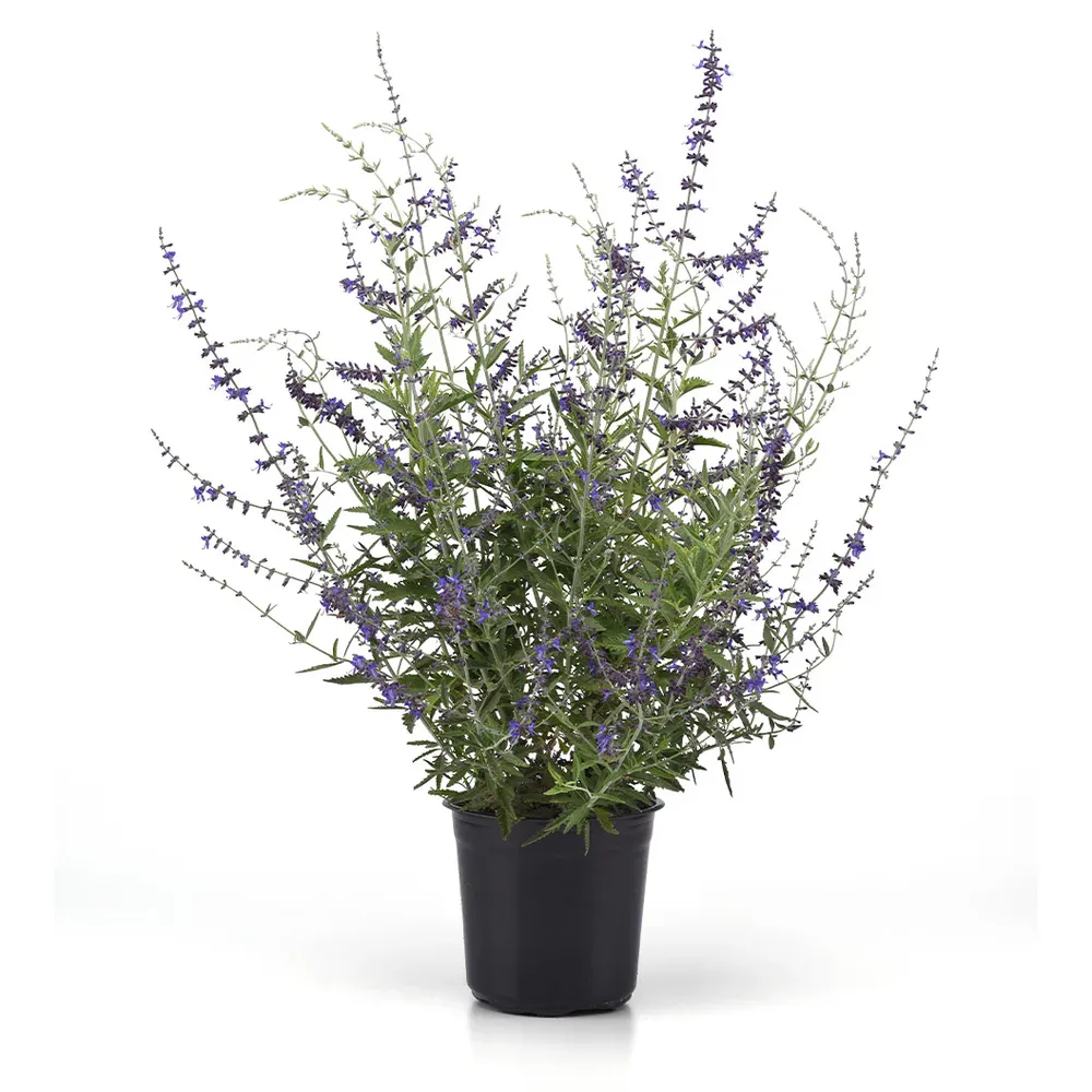 CrazyBlue Russian Sage Perennial Flowering Shrub 3