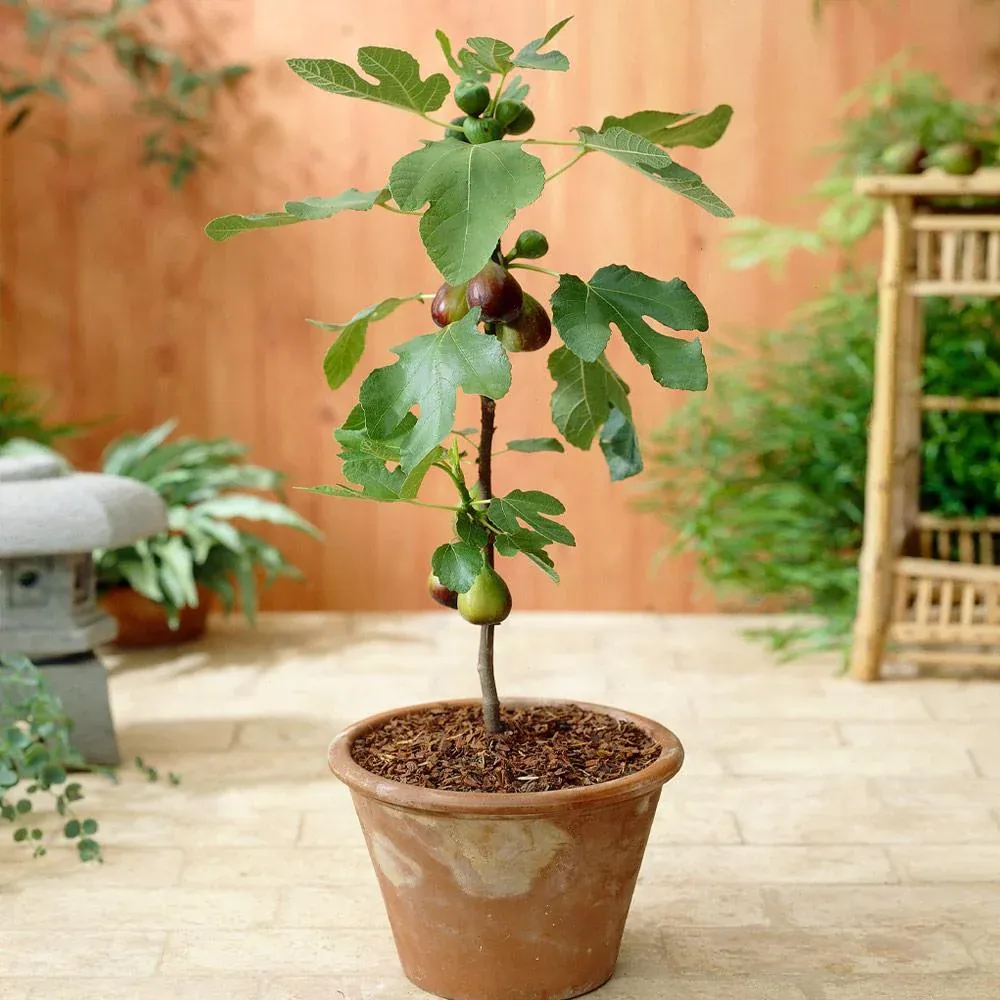 Little Miss Figgy™ Tree - Compact Dwarf Fig for Containers