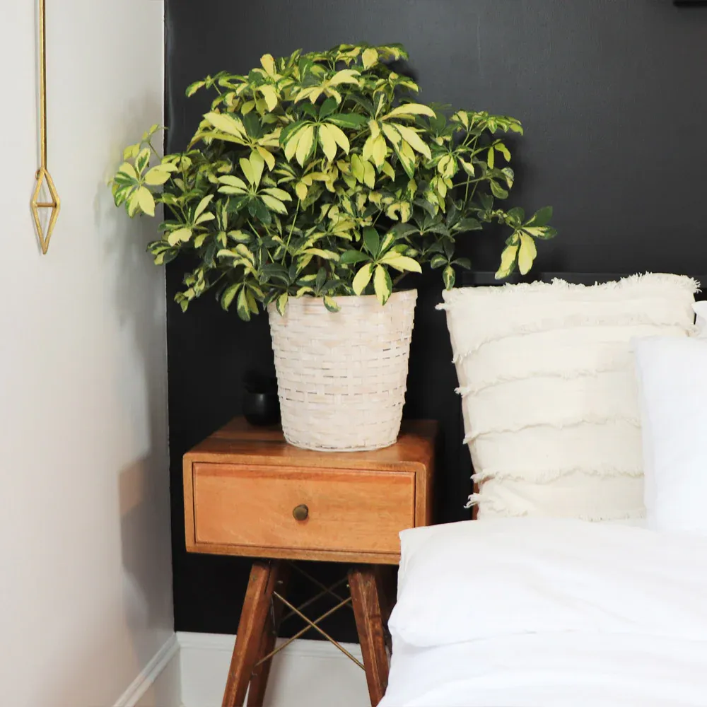 Variegated Dwarf Umbrella Tree (Schefflera Arboricola) Indoor Potted Plant 3