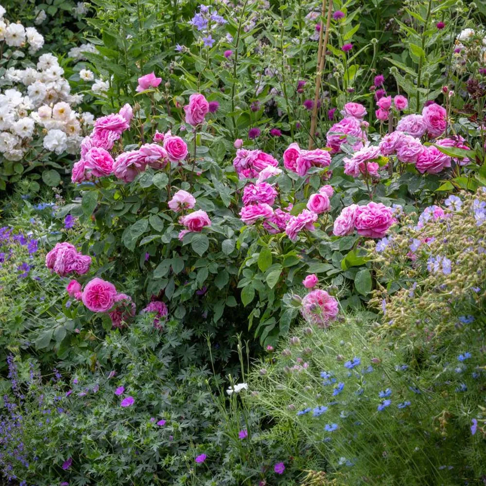 David Austin® Gertrude Jekyll® Rose Shrub 2