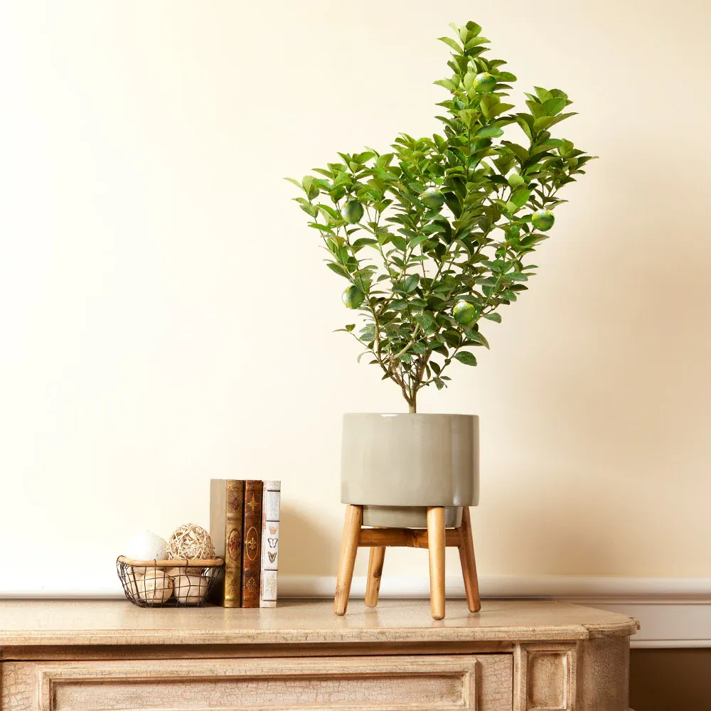 Key Lime Bush - Compact Citrus aurantifolia for Container Gardening