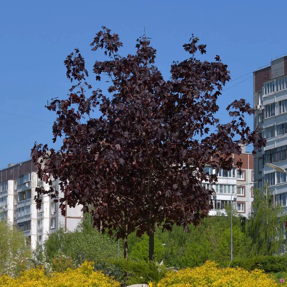 Royal Red Norway Maple Tree (Acer platanoides) 1
