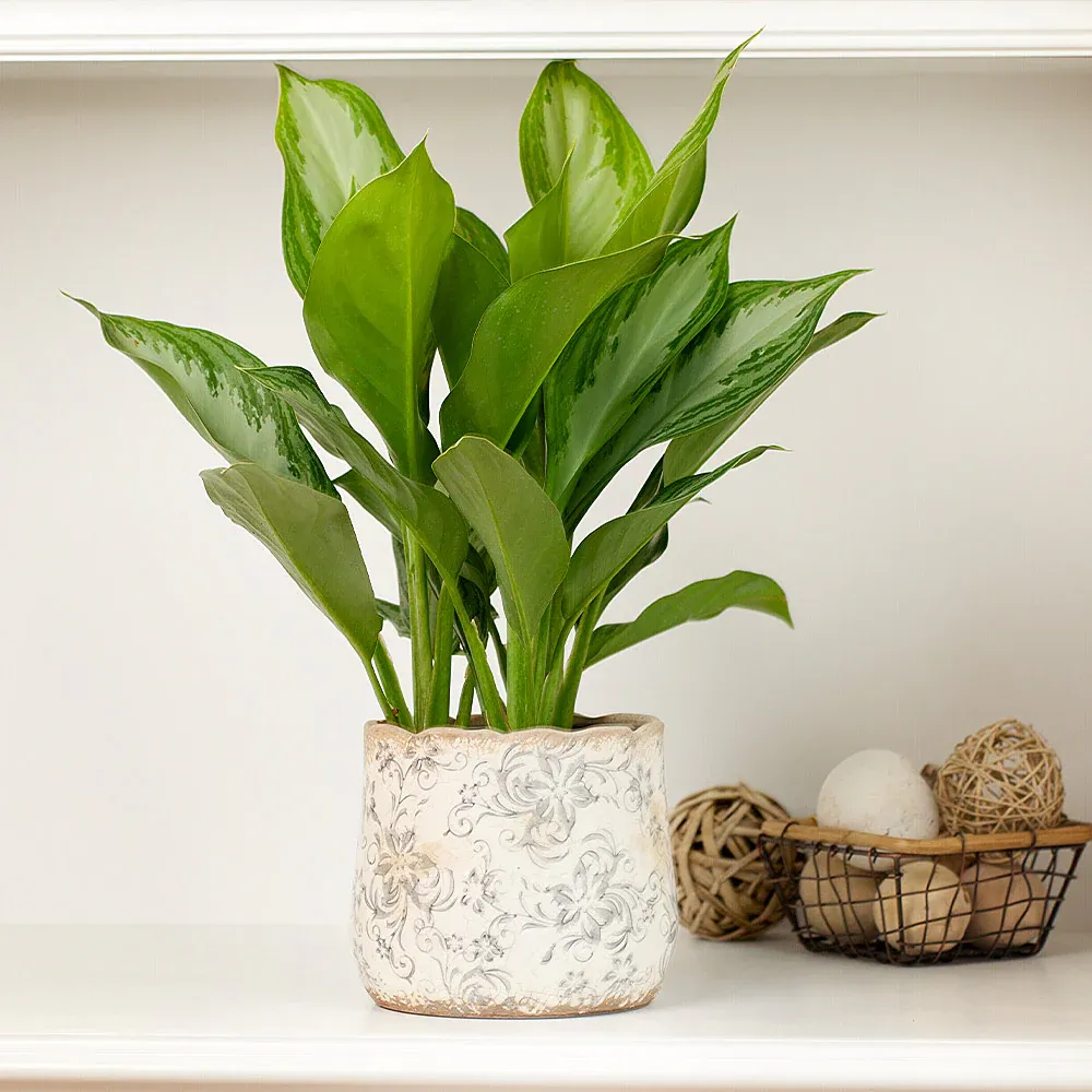 Green Chinese Evergreen Plant (Aglaonema) for Indoor Home and Office Decor 1