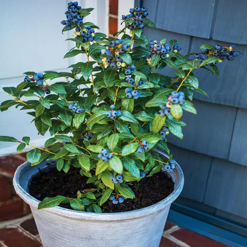 Perpetua Blueberry Bush - Everbearing Ornamental Fruit Shrub
