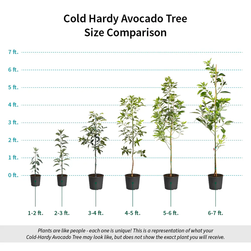 Cold Hardy Avocado Tree - Frost Resistant Evergreen Fruit Tree 7