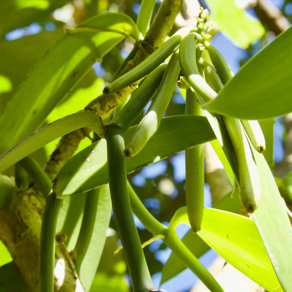 Vanilla Planifolia Live Vanilla Bean Orchid Vine 1
