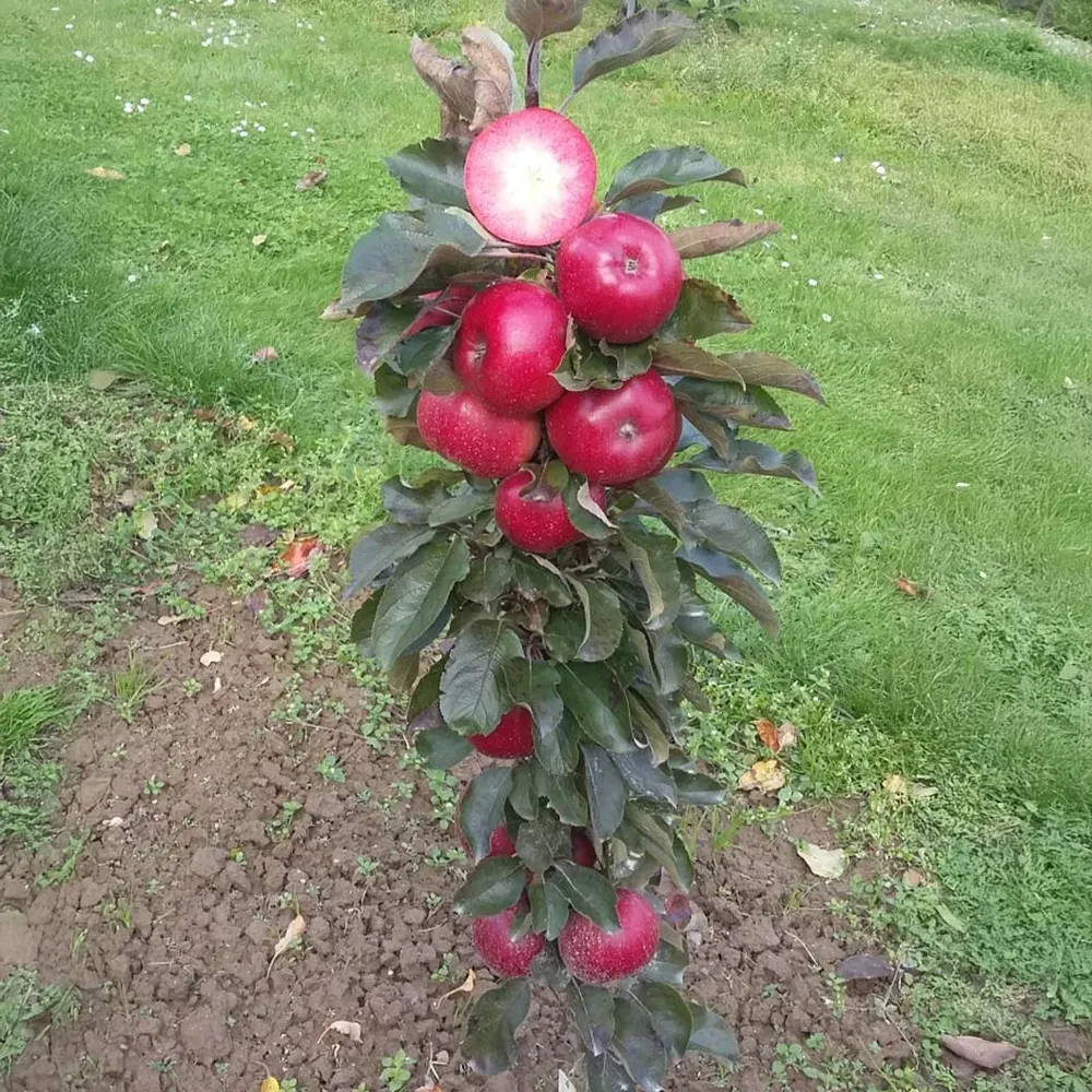 All Red Columnar Apple Tree - Compact Vertical Growth Fruit Tree 2