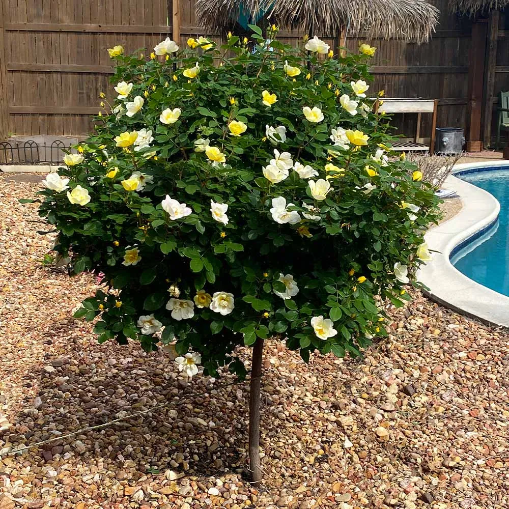 Sunny Knock Out® Rose Tree - Yellow Flowering Ornamental Shrub