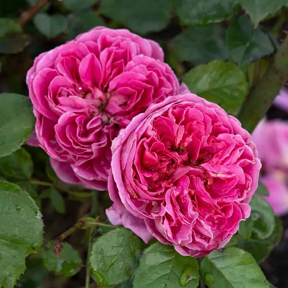 PowerPuff Pink® Rose - Repeat-Blooming Landscape Shrub 1