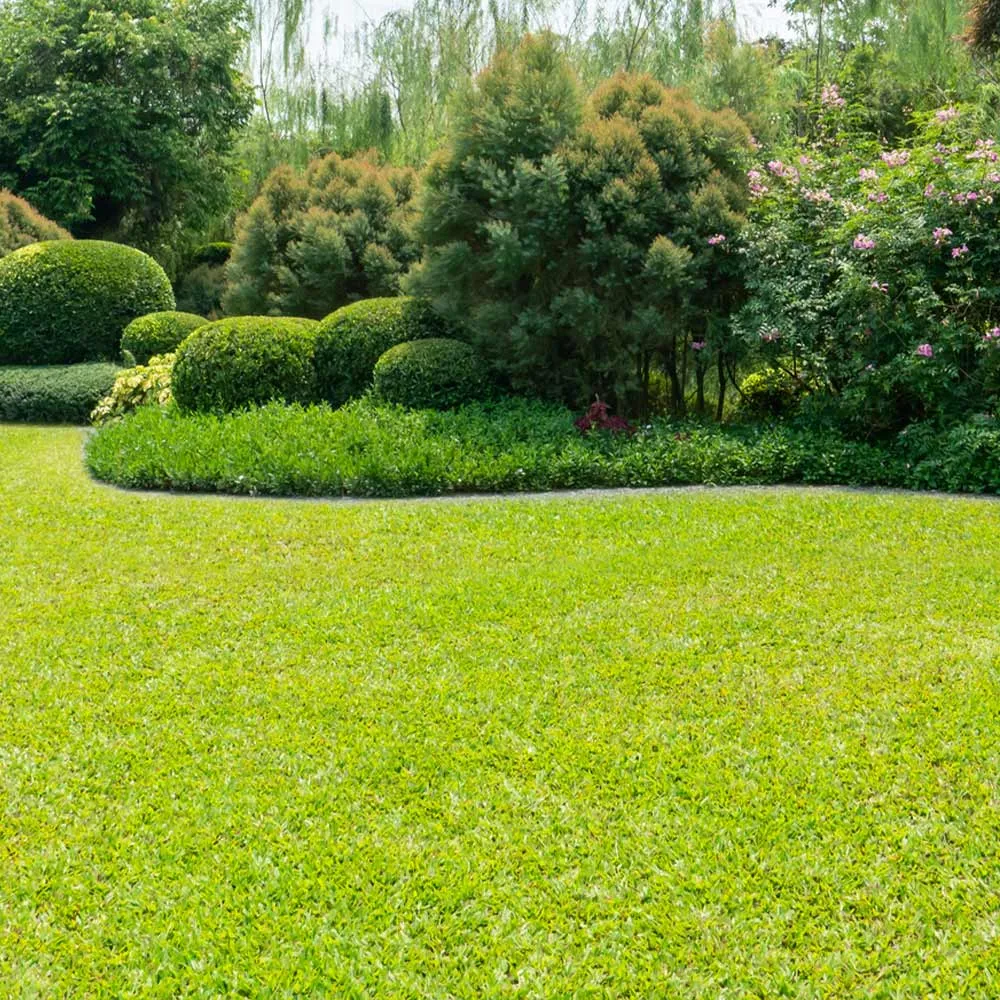 TurboTurf™ Bermudagrass Seed for Warm-Season Lawn Establishment 2