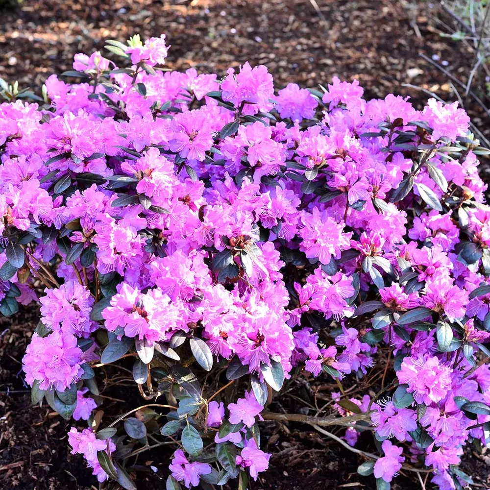 PJM Elite Rhododendron Shrub - Cold Hardy Evergreen Flowering Plant 2