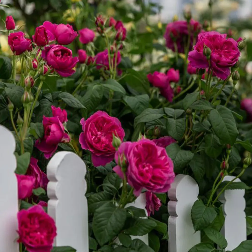 James L. Austin® English Rose Shrub - Deep Pink Repeat-Flowering Garden Plant 2