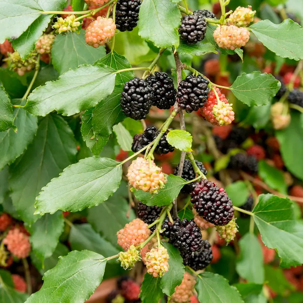 MojoBerry® Mulberry Bush - Compact Dwarf Fruit Plant for Home Gardens 2