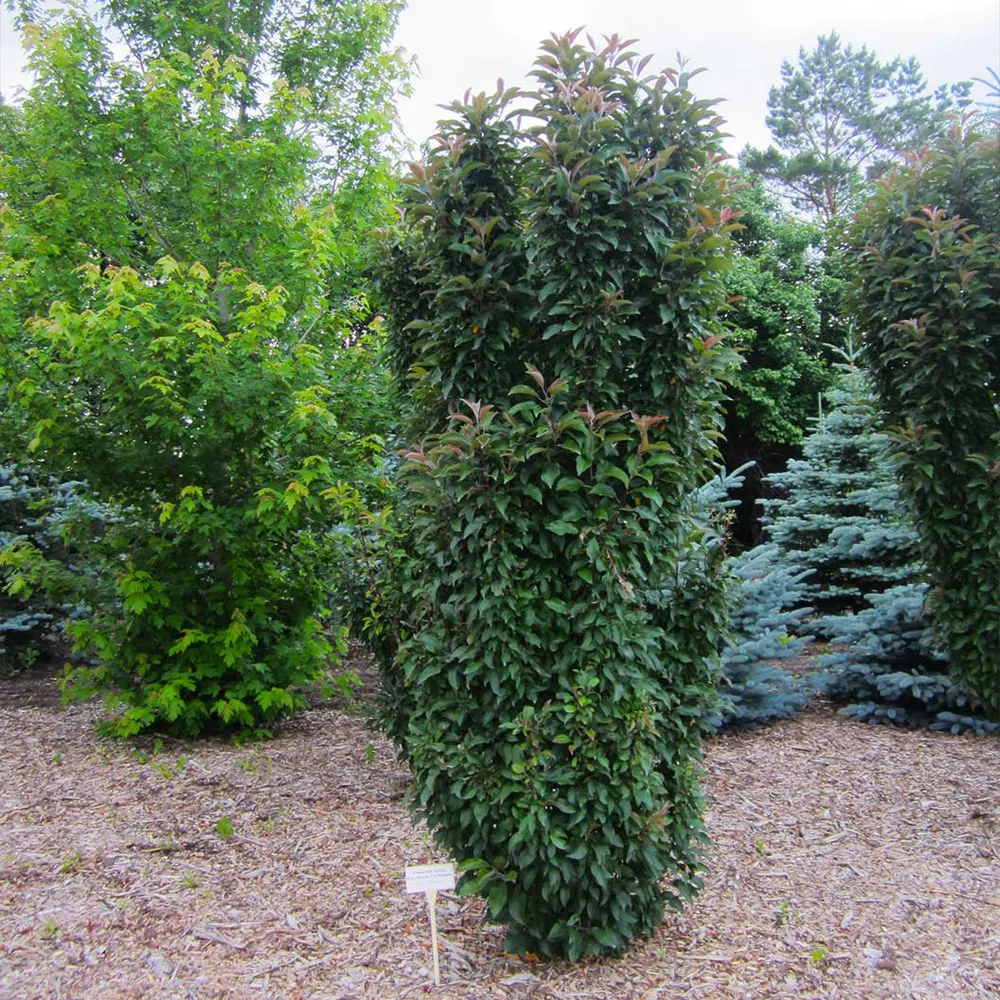 Emerald Spire Crabapple Tree - Columnar Ornamental Flowering Tree 1