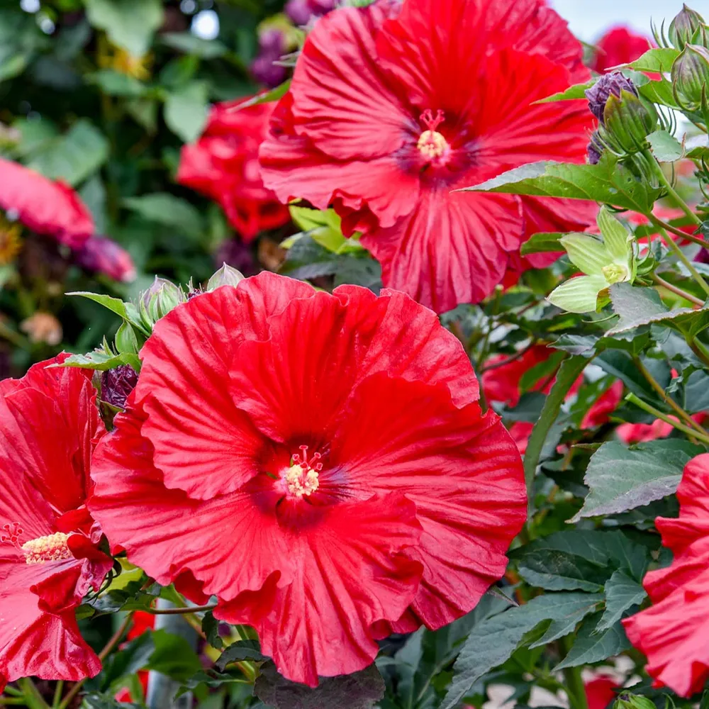 Proven Winners® Garnet Globes Hibiscus Ornamental Flowering Shrub 1