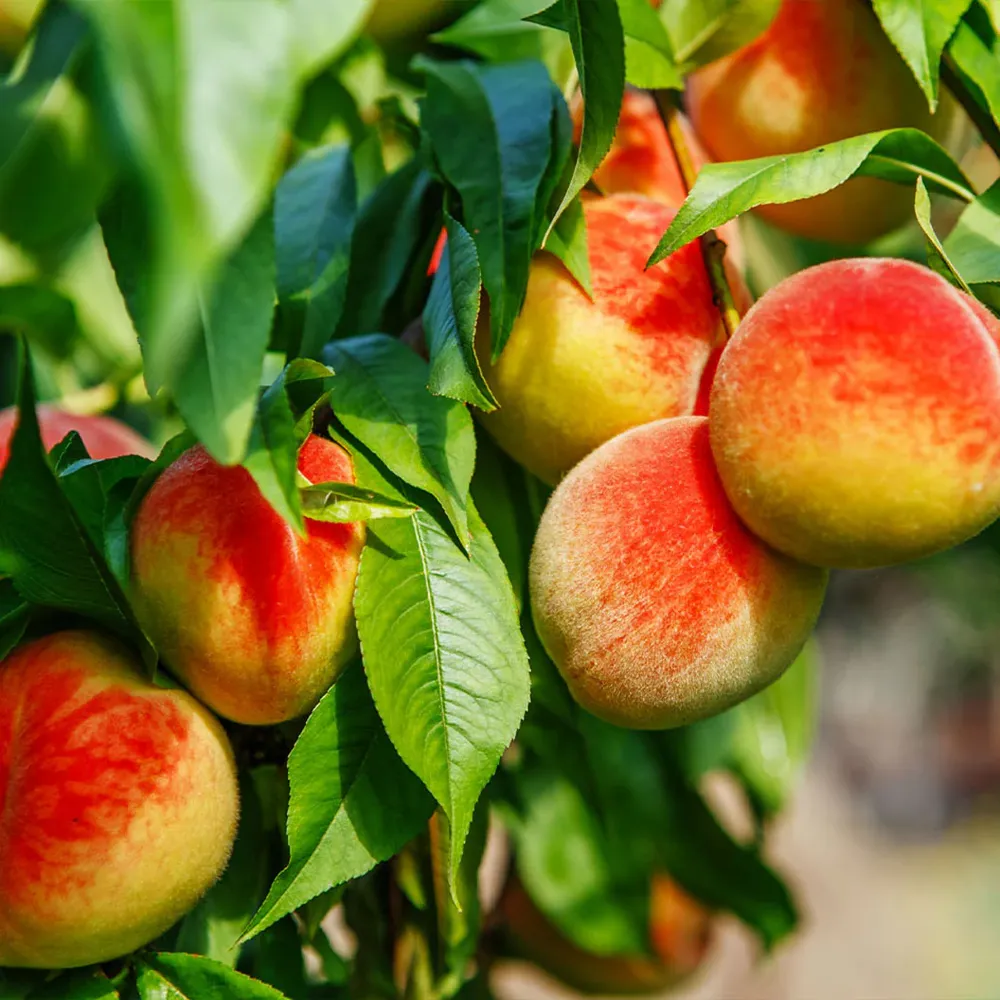 Frost Proof Peach Tree - Cold Hardy Fruit Variety