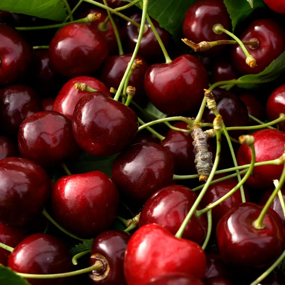 Van Sweet Cherry Tree - Productive Deciduous Fruit Bearing Tree 1