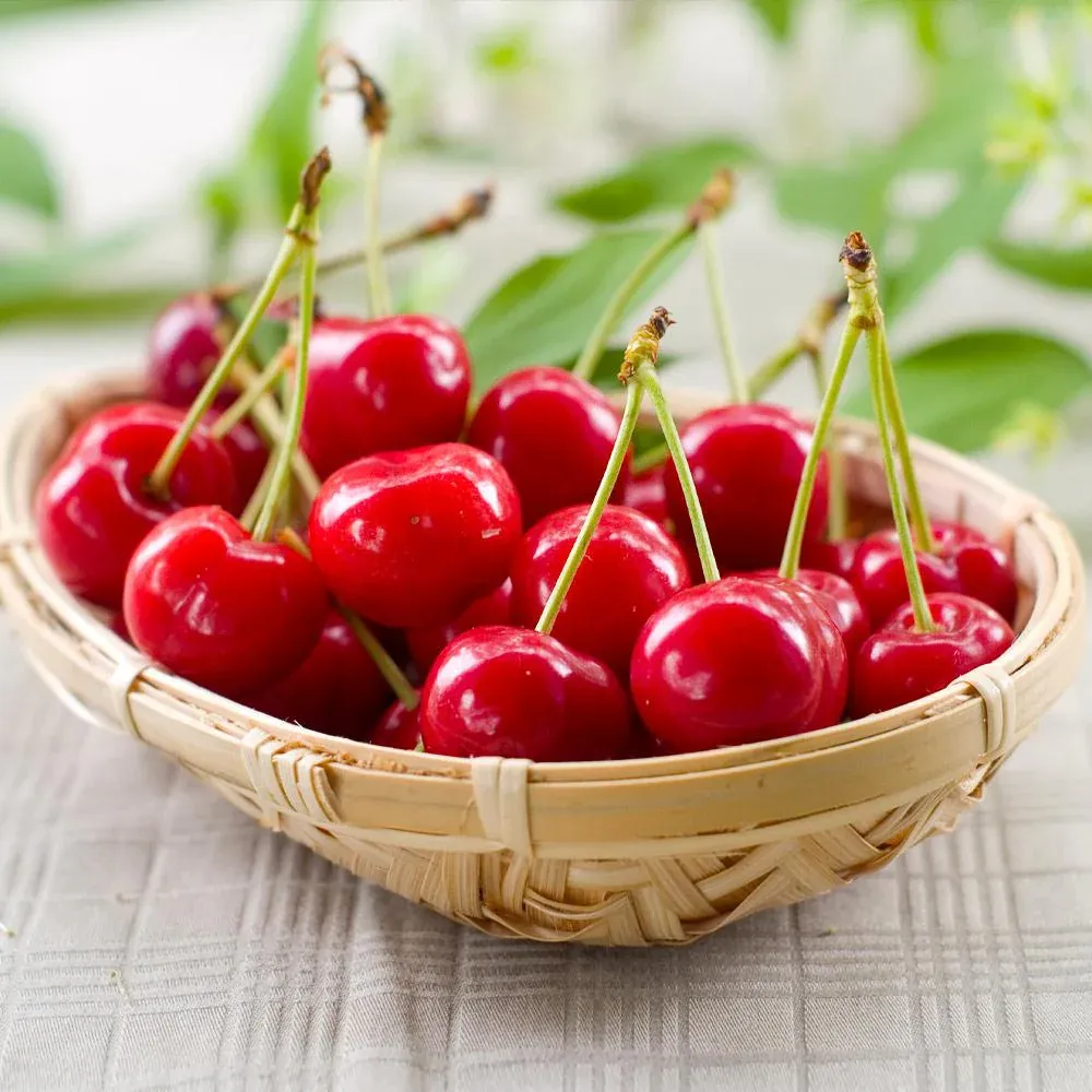 Sweetheart Cherry Tree - Self-Fertile Fruit Bearing Sapling
