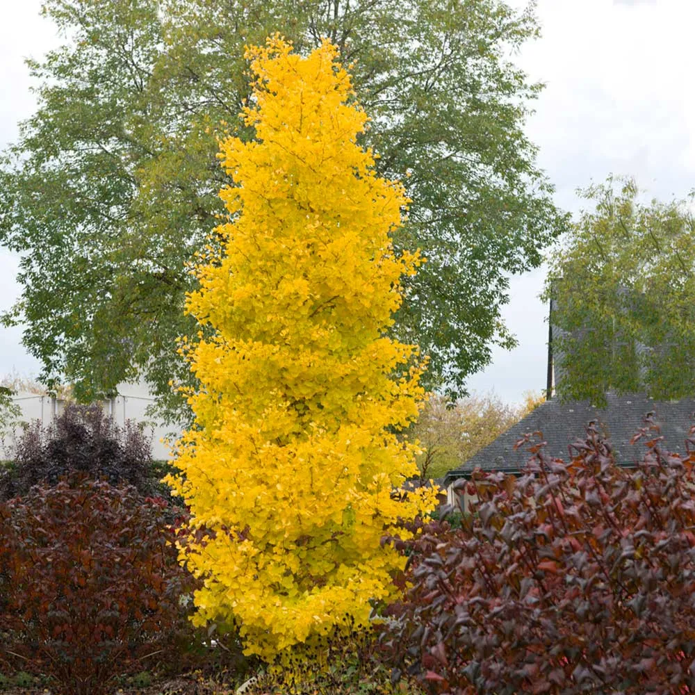 Sky Tower Ginkgo Tree Metal Floor Sculpture