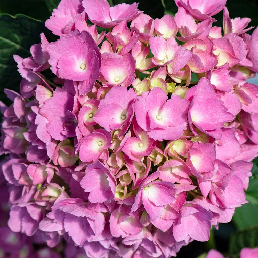Bloomables® L.A. Dreamin® Hydrangea - Reblooming Flowering Shrub 6