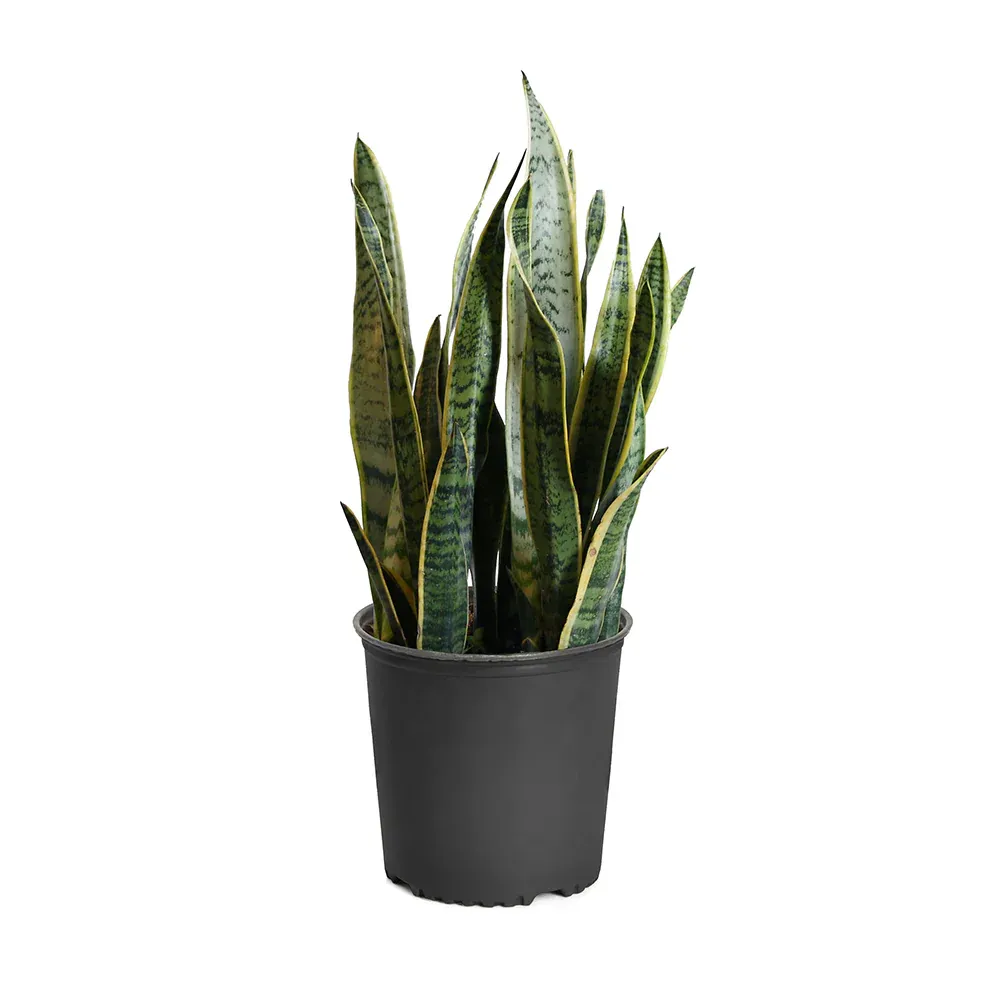 Laurentii Snake Plant - Sansevieria Trifasciata Indoor Houseplant 1